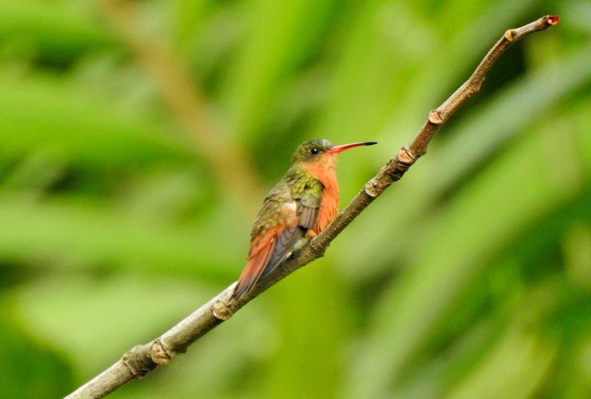 Cinnamon Hummingbird - ML428026971