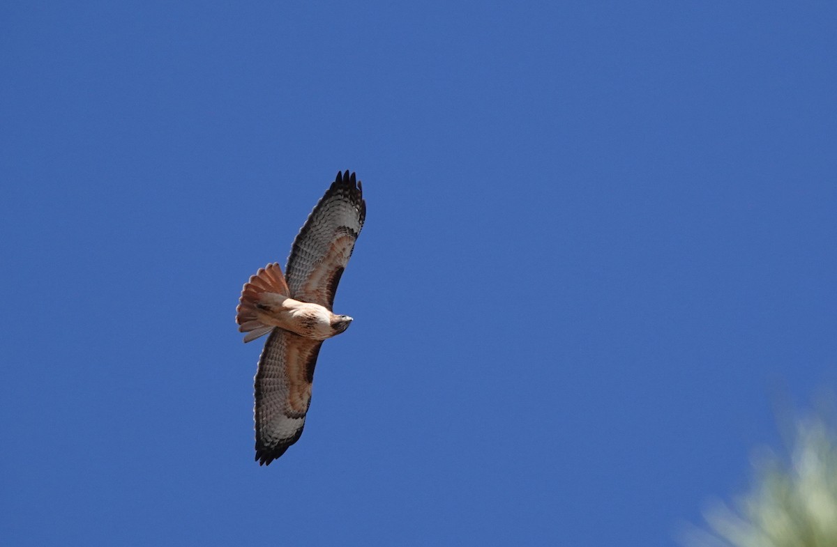 Red-tailed Hawk - ML428027811