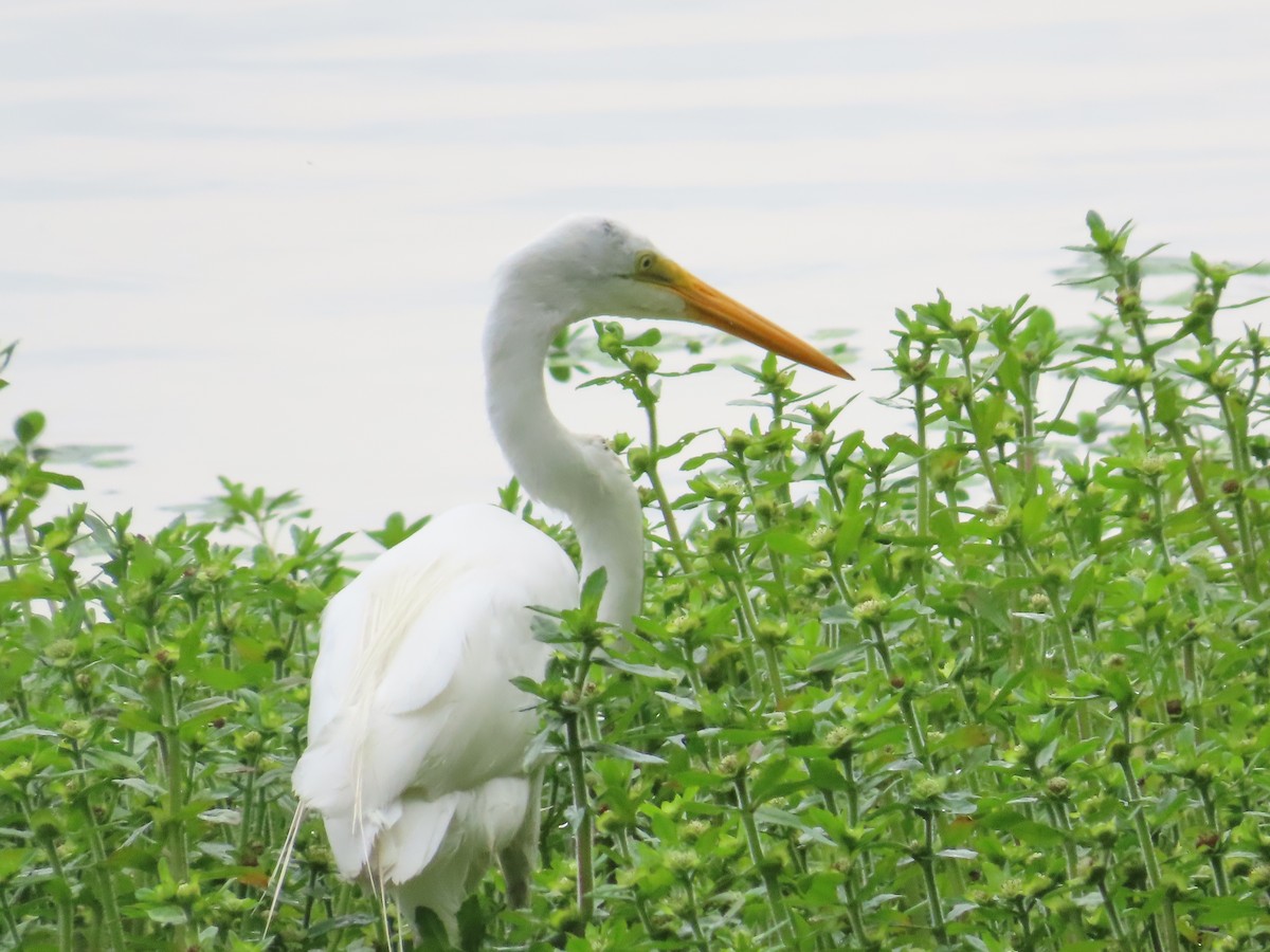 Great Egret - ML428028531