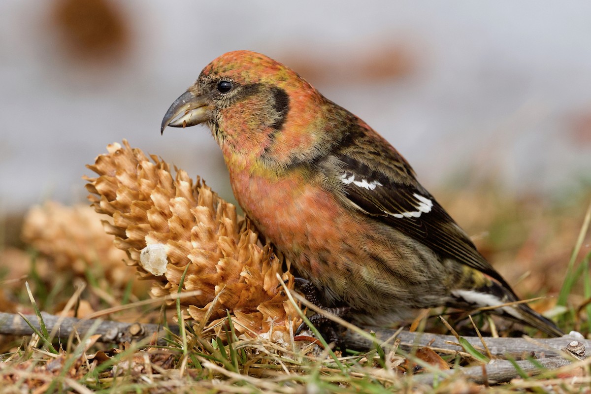 White-winged Crossbill - ML428029421