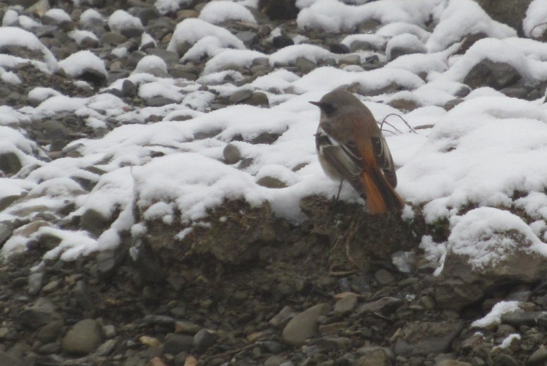 Rufous-backed Redstart - Mark Chao
