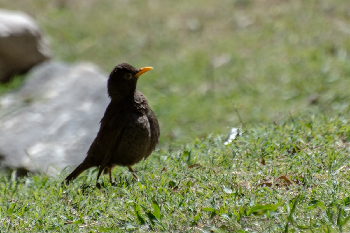 Chiguanco Thrush - ML428030501