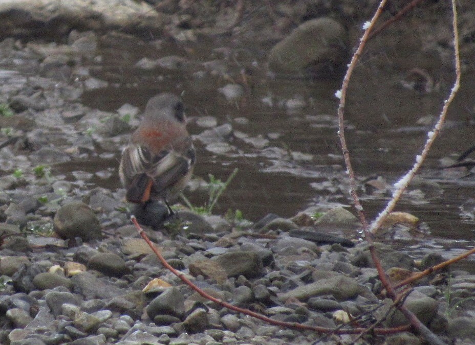 Rufous-backed Redstart - Mark Chao