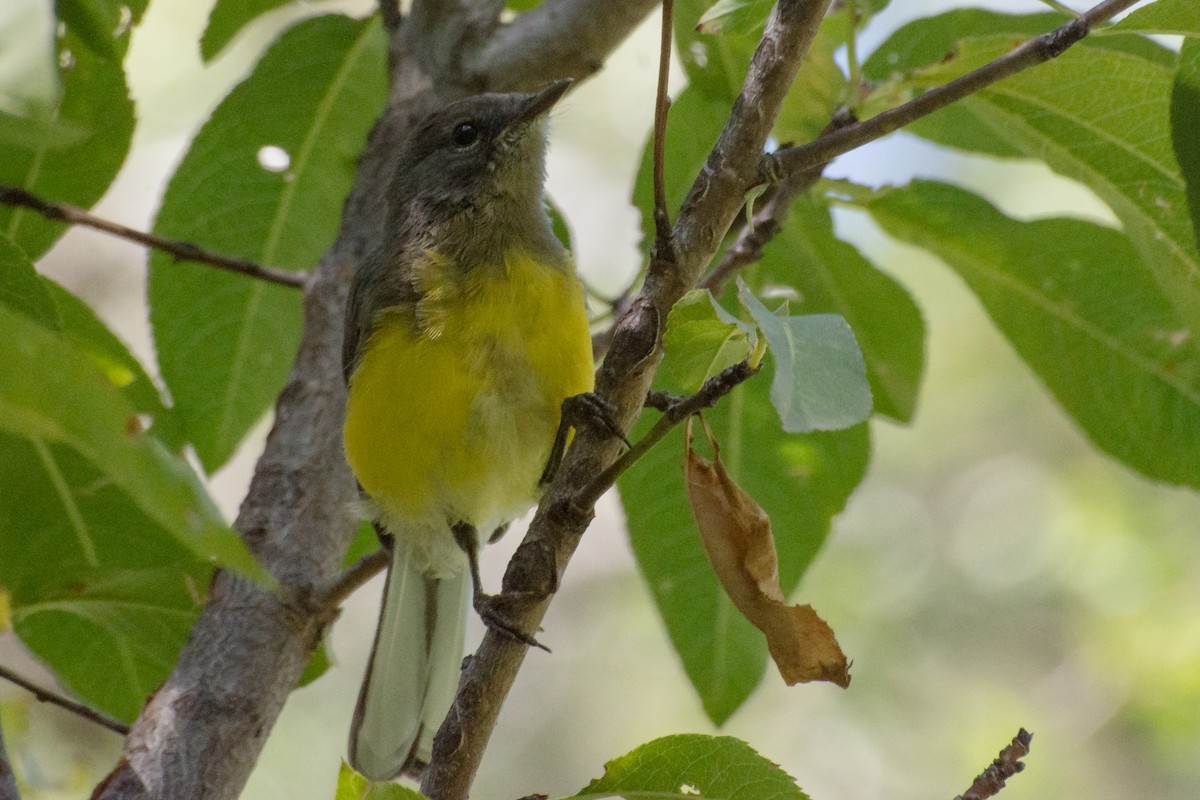 Brown-capped Redstart - ML428031101