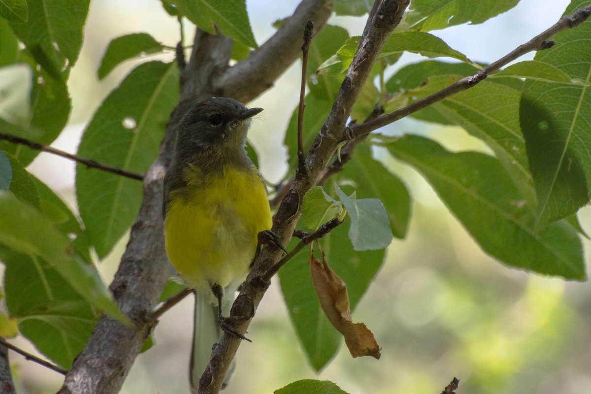 Brown-capped Redstart - ML428031211