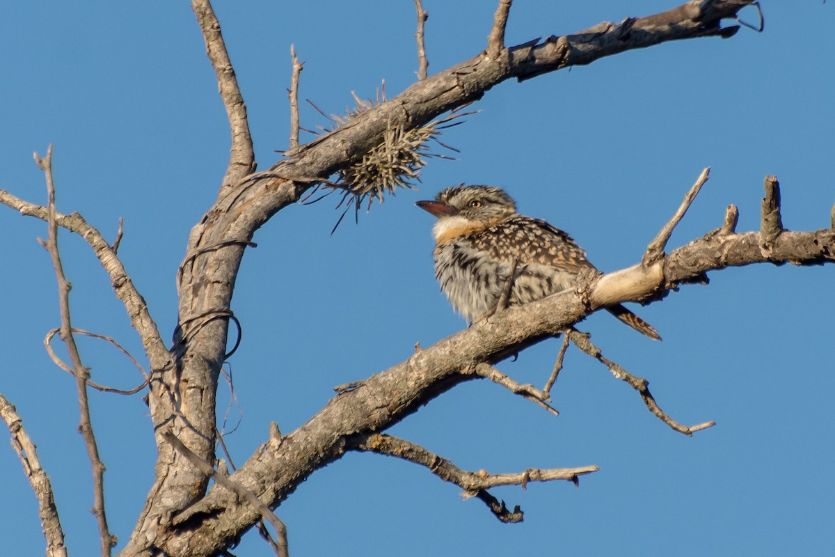 Spot-backed Puffbird - ML428032091