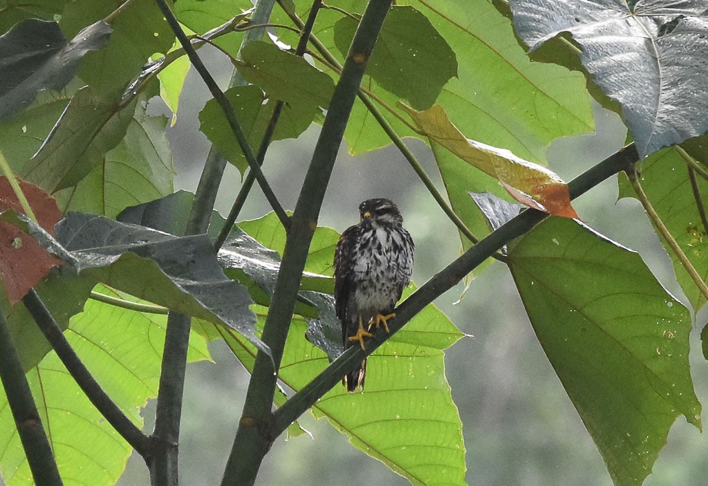 Gray Hawk - Anthony Vanderheyden