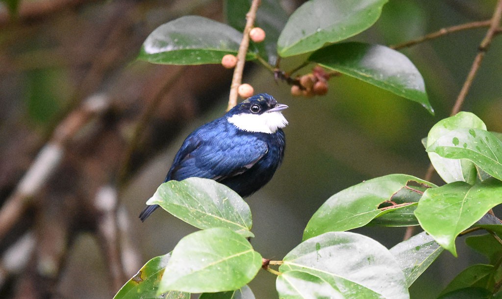 White-ruffed Manakin - ML42803281