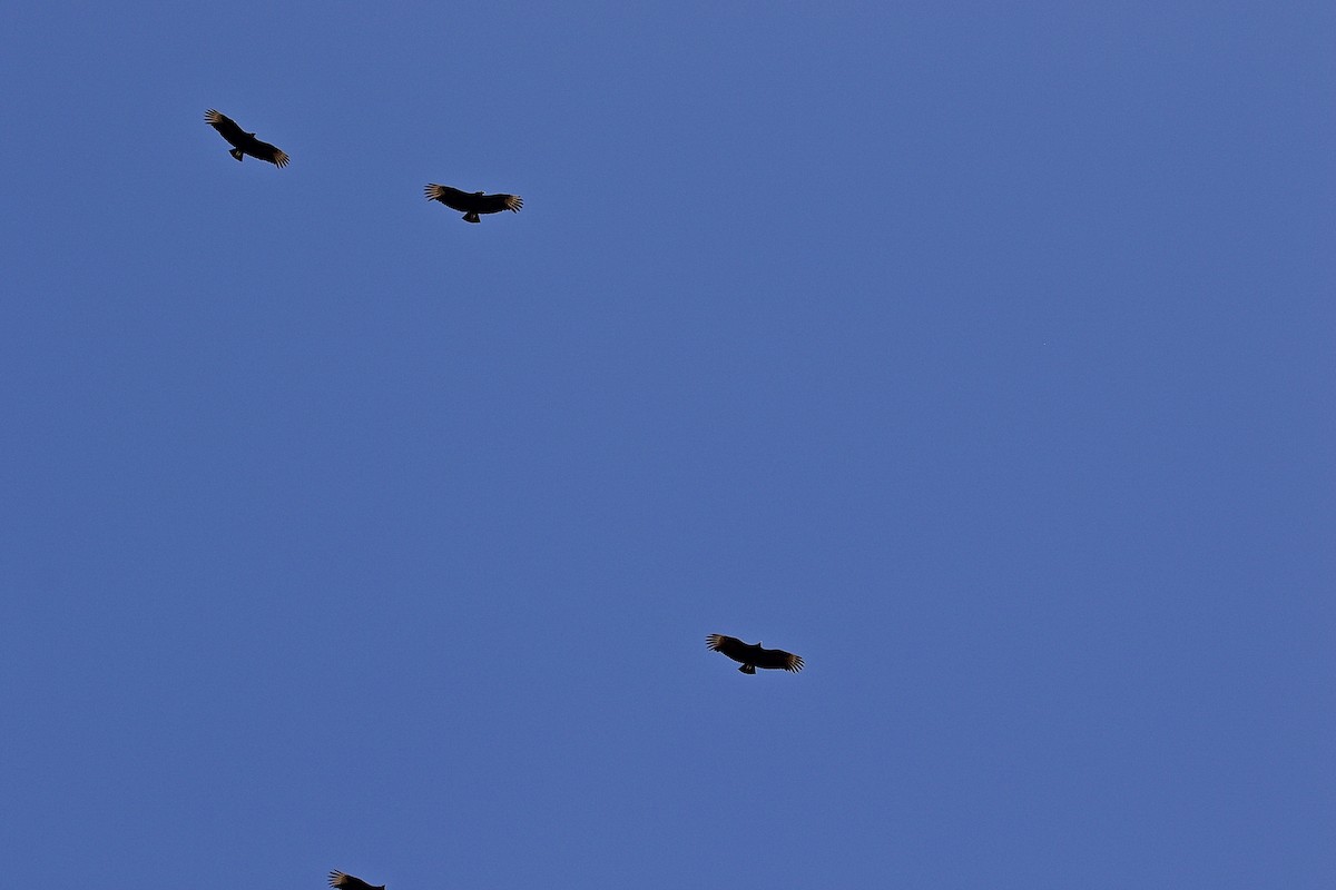 Black Vulture - David Wilkins