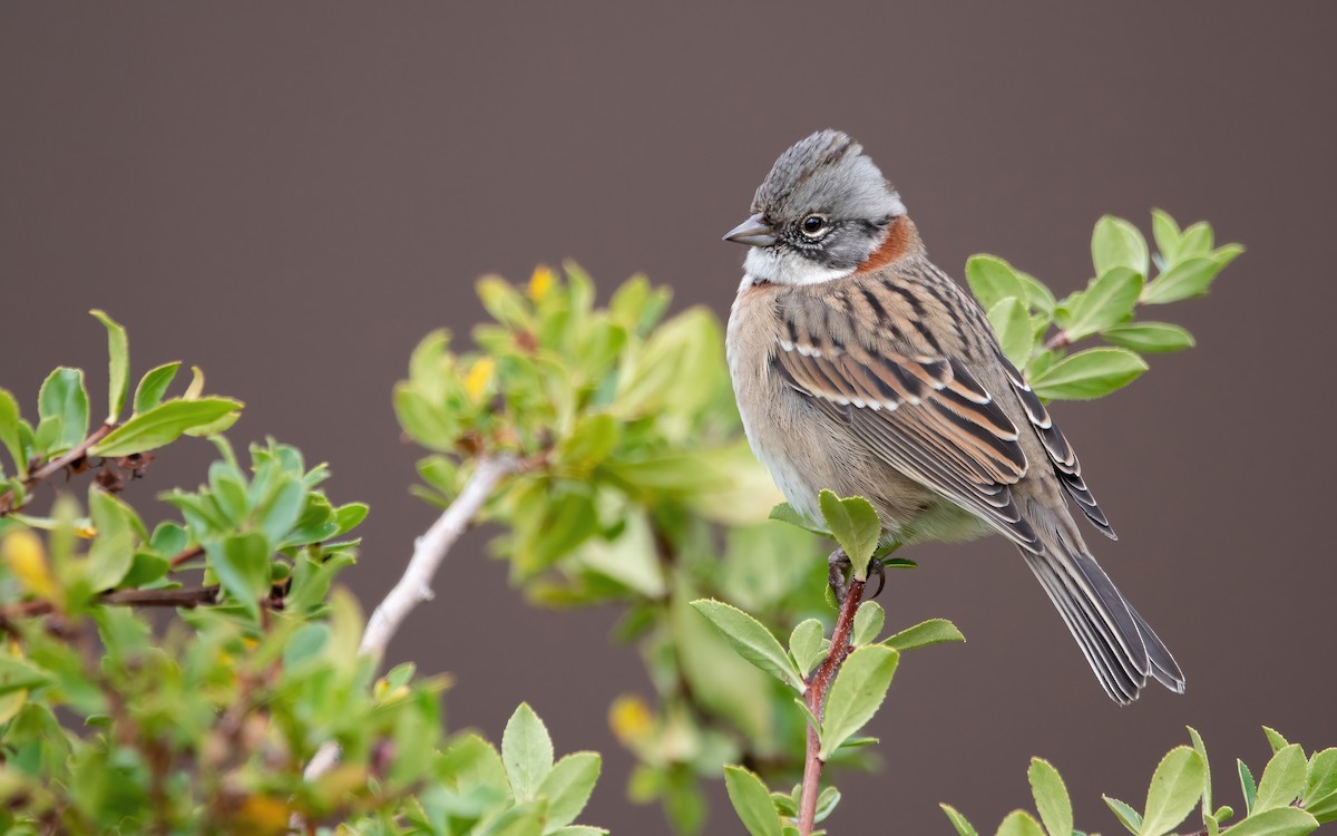 Rufous-collared Sparrow (Patagonian) - ML428035011