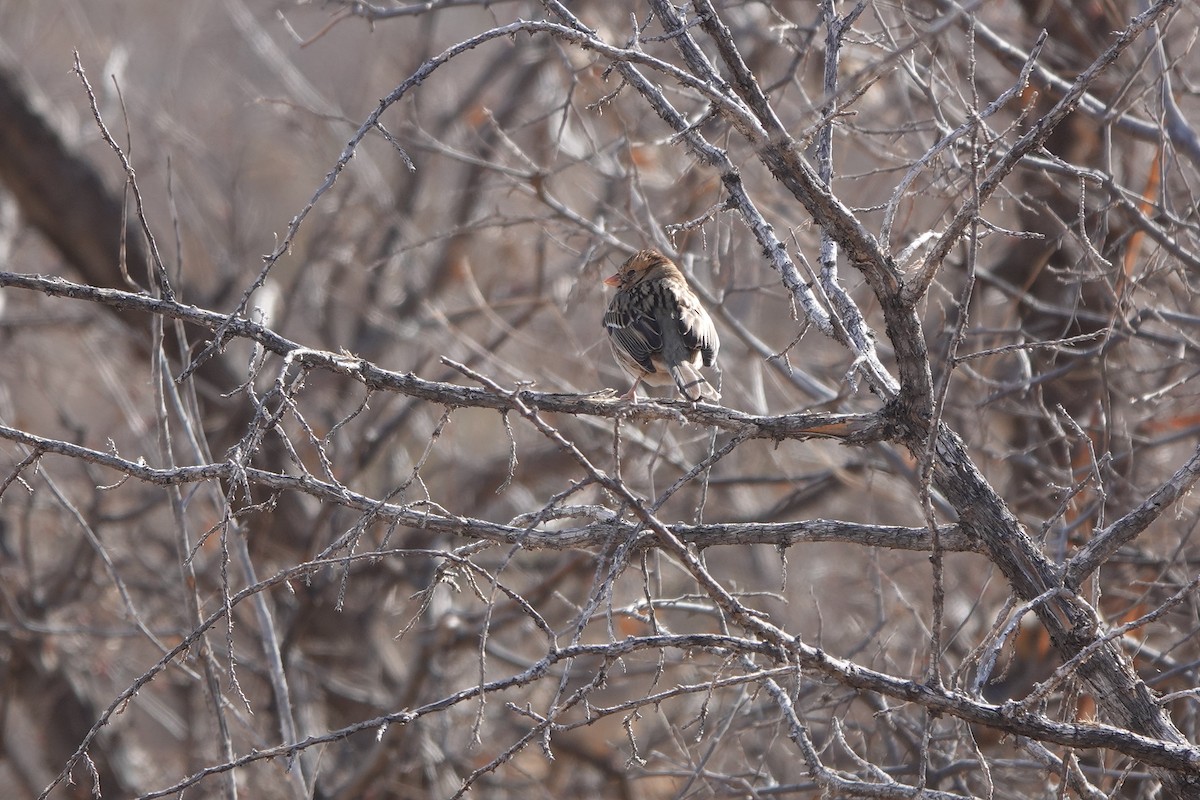 Harris's Sparrow - ML428035191