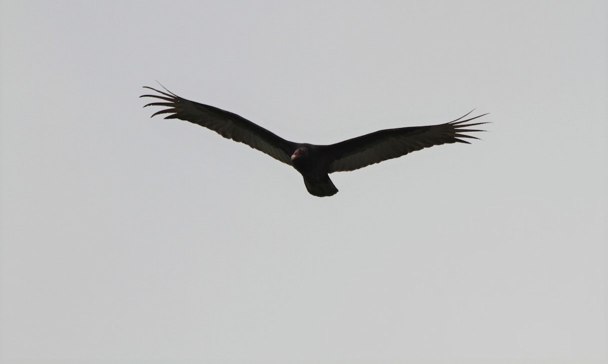 Turkey Vulture - ML428035241