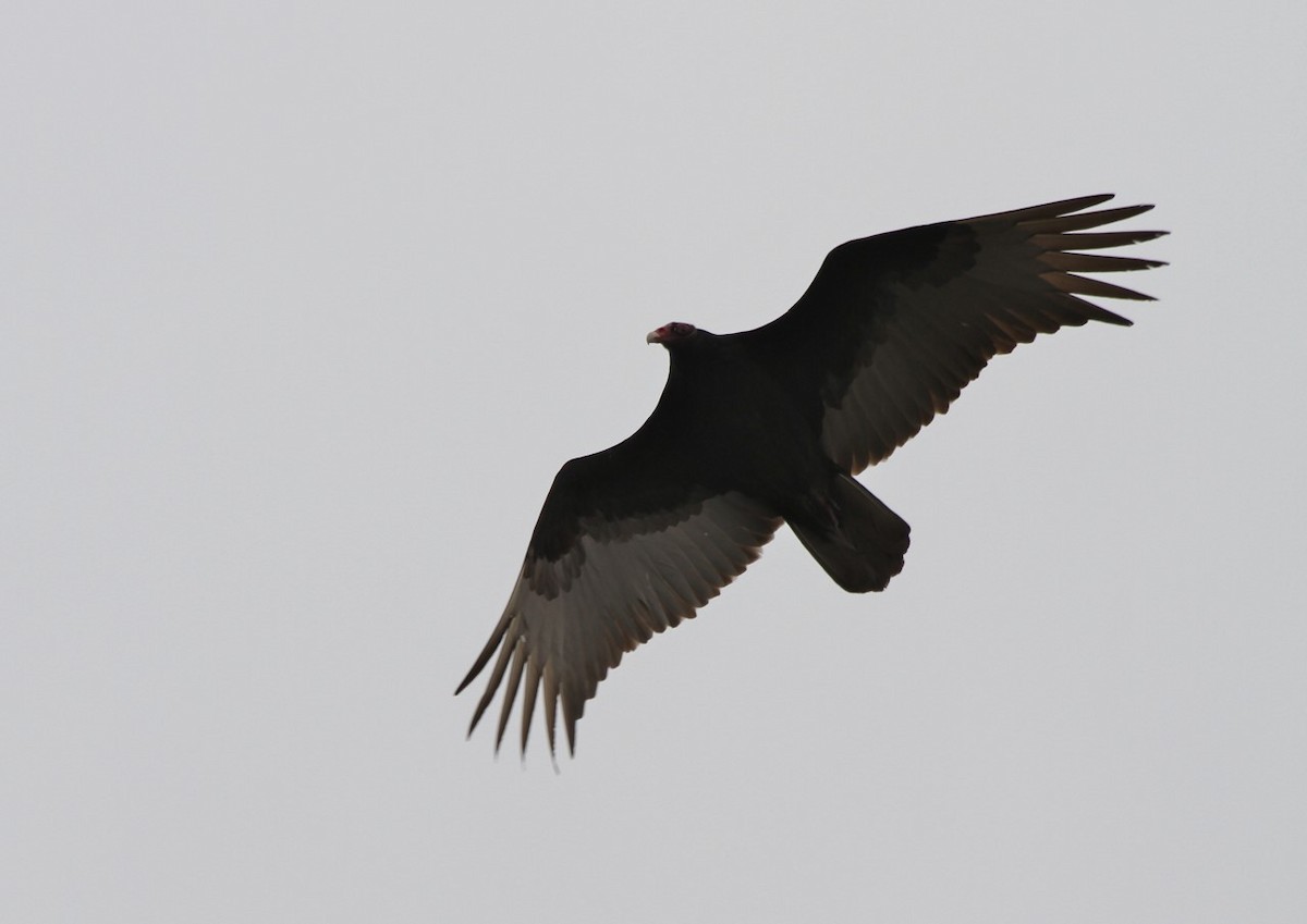 Turkey Vulture - ML428035271