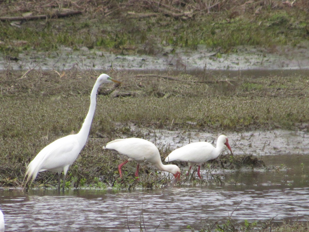 Ibis blanc - ML428035731