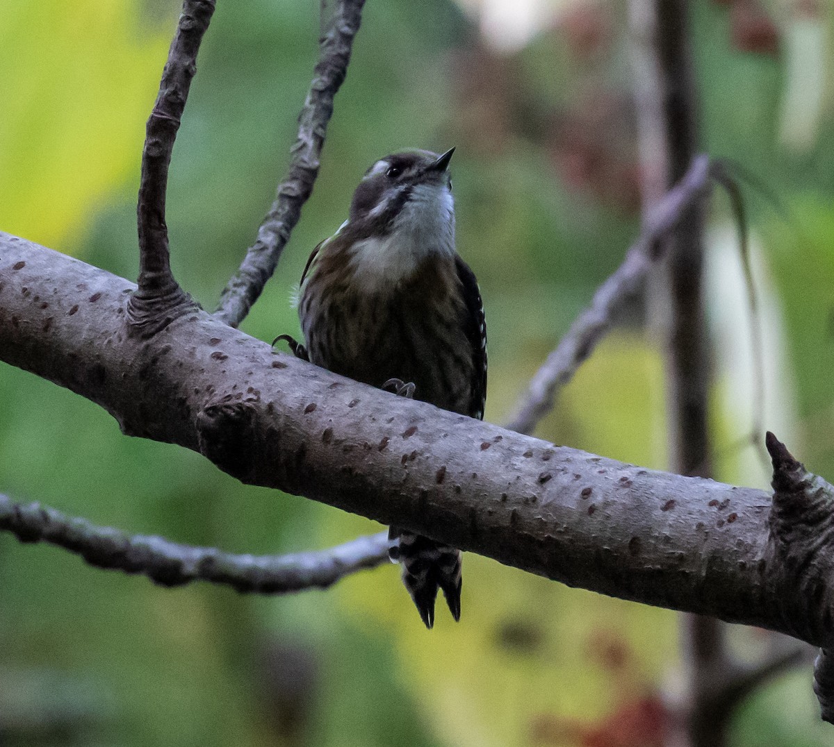 Japanese Pygmy Woodpecker - ML428035941