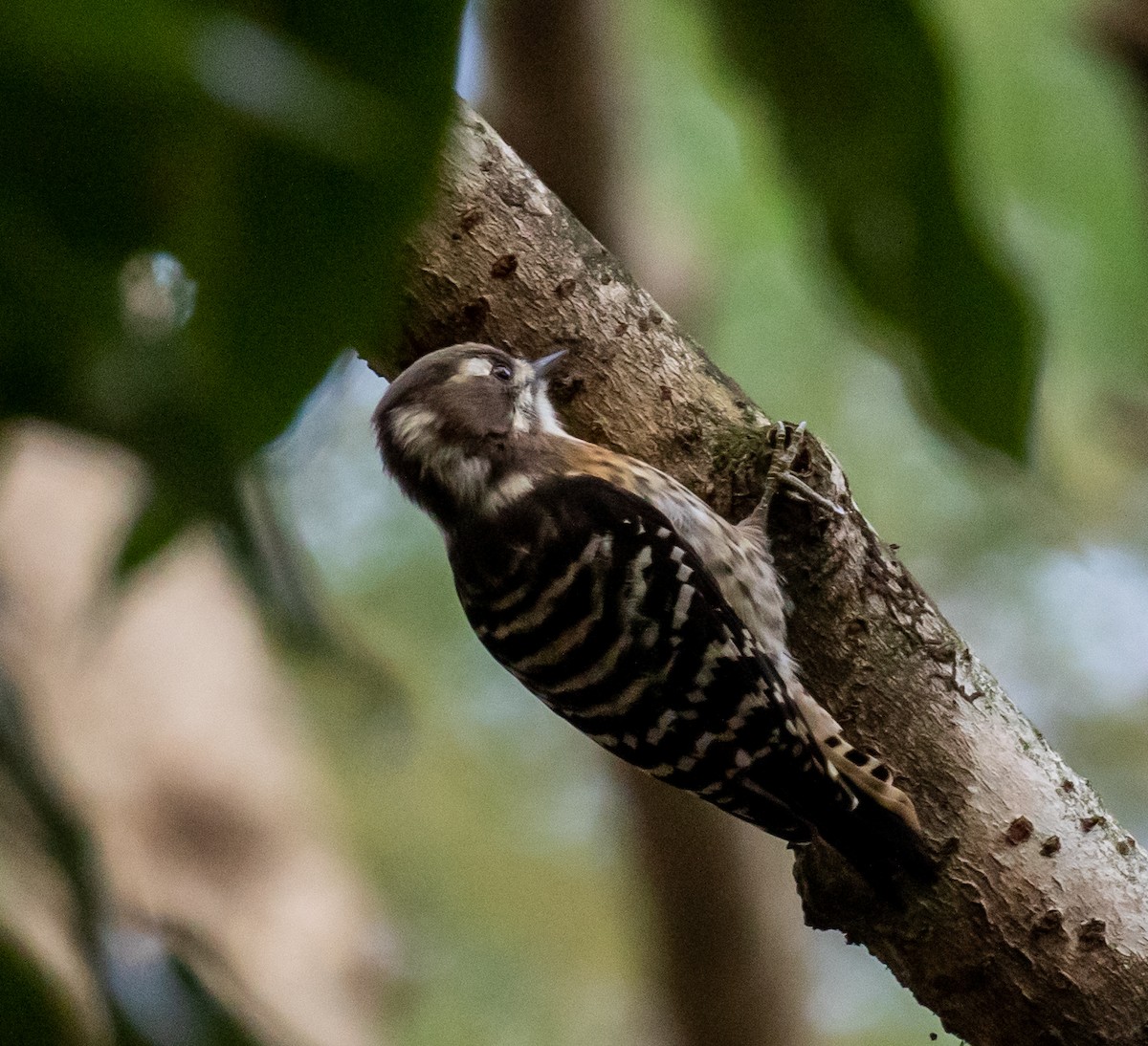 Japanese Pygmy Woodpecker - ML428035961