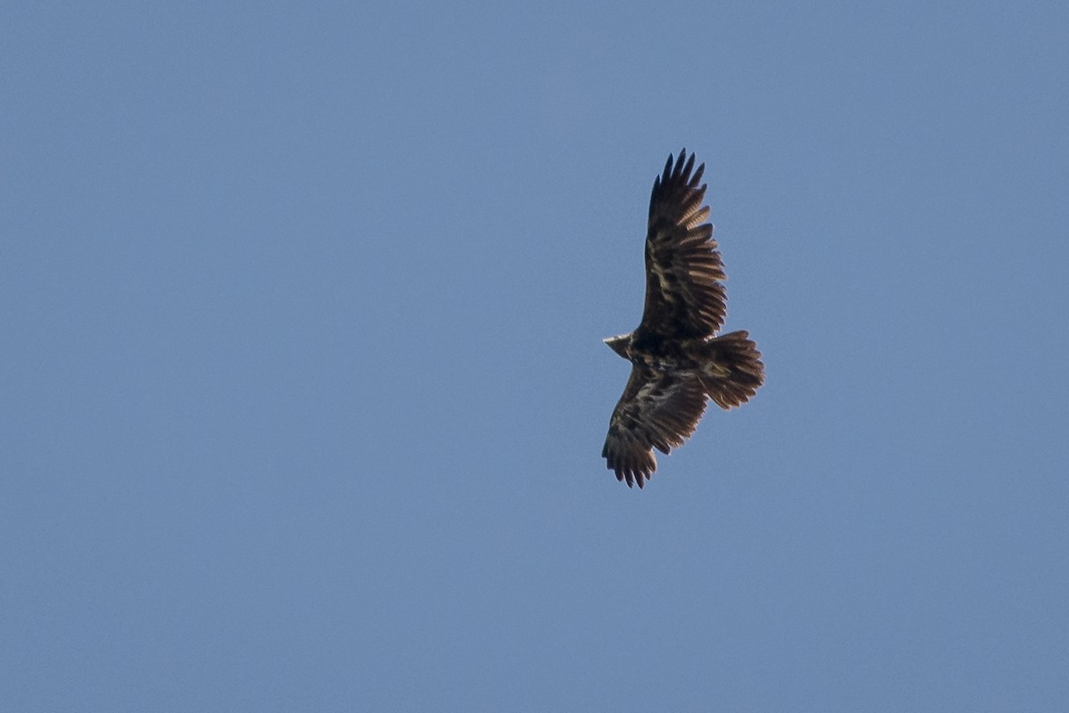 Black-chested Buzzard-Eagle - ML428036081