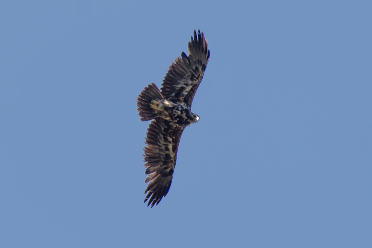 Black-chested Buzzard-Eagle - ML428036121