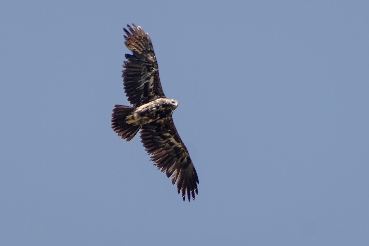 Black-chested Buzzard-Eagle - ML428036181