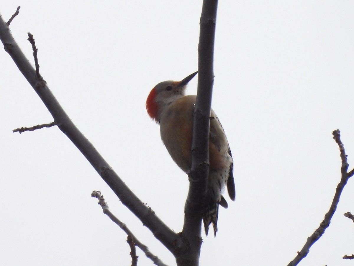 Red-bellied Woodpecker - ML428037401