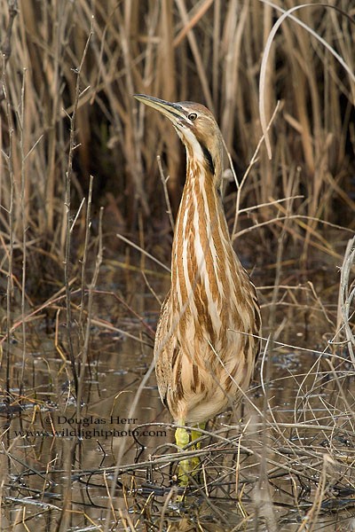 American Bittern - Douglas Herr