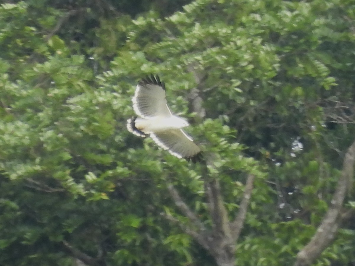 White Hawk - Steve Winn