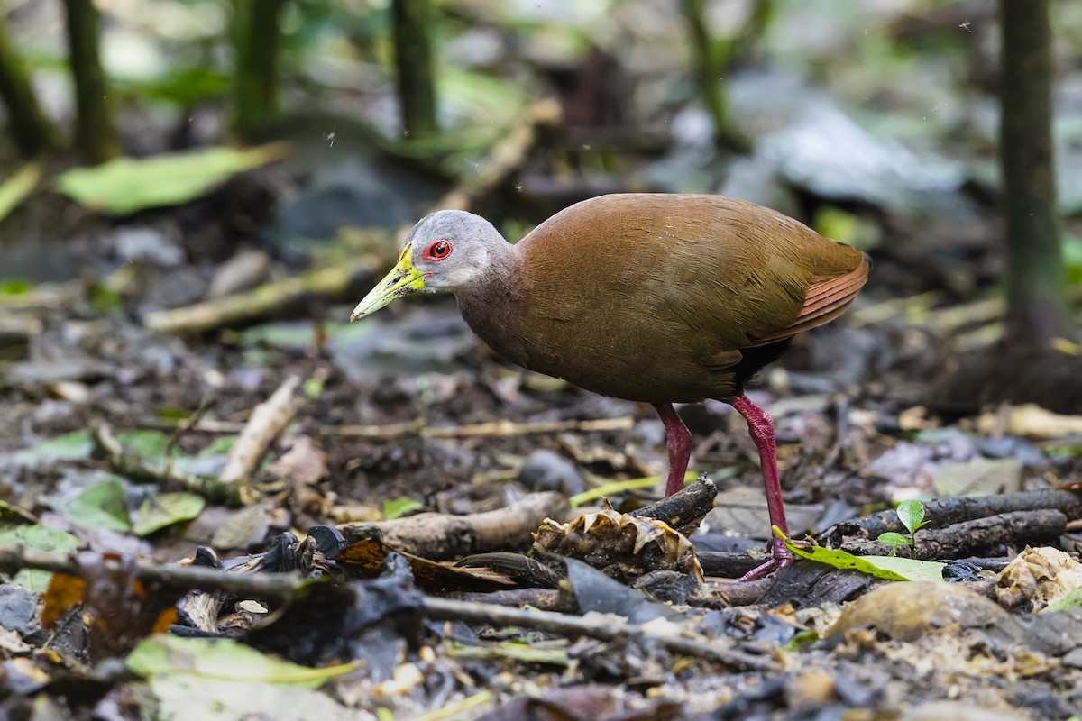 Brown Wood-Rail - ML428039181