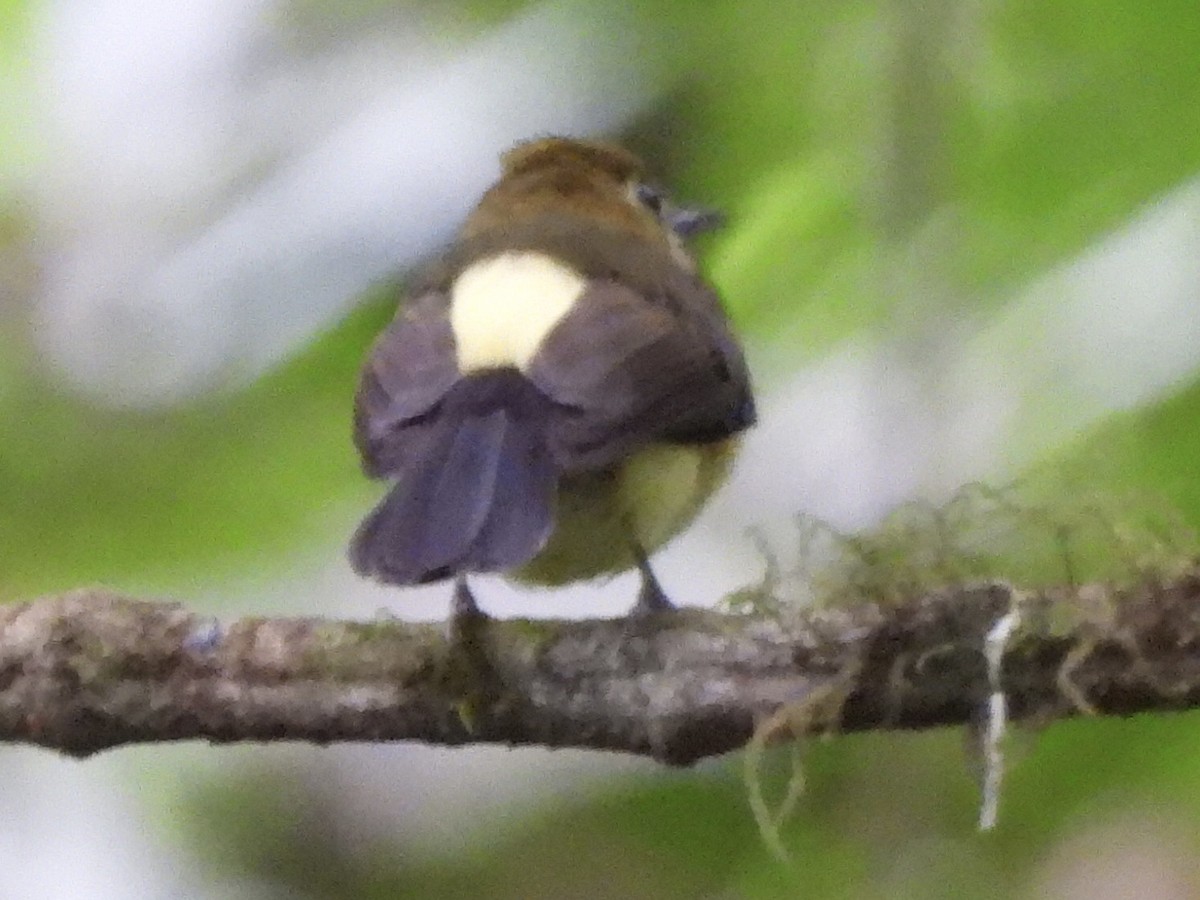 Sulphur-rumped Flycatcher - ML428039221