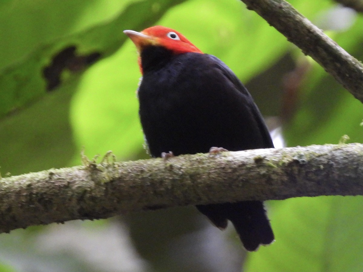 Red-capped Manakin - ML428039891