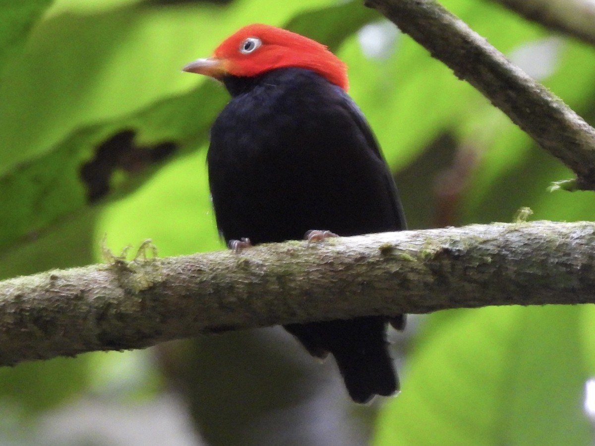 Red-capped Manakin - ML428040081