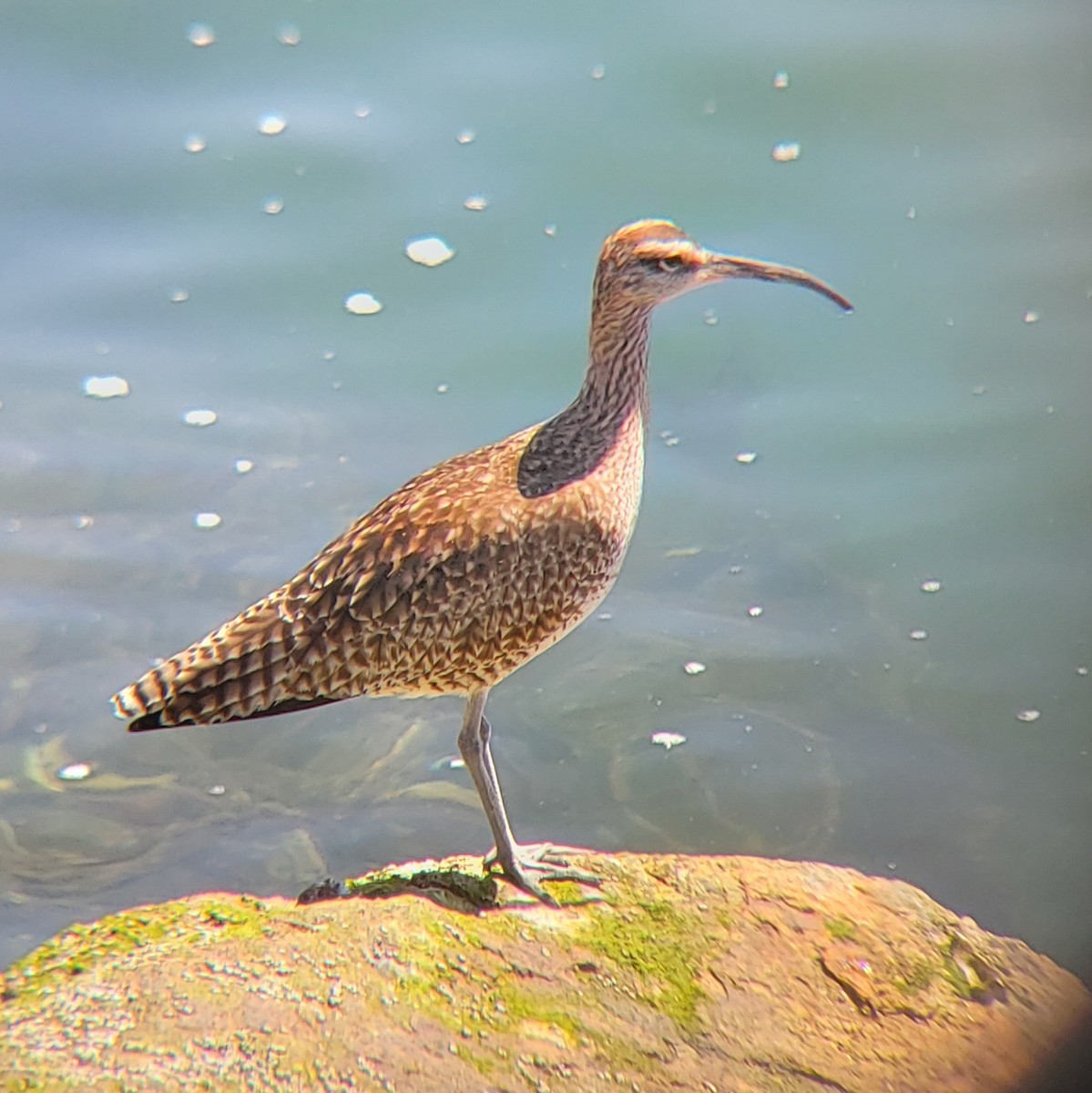 Whimbrel - ML428041431