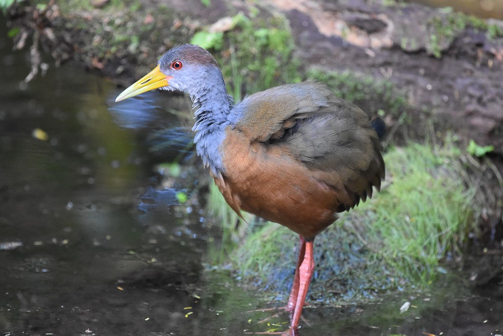 Russet-naped Wood-Rail - ML42804201