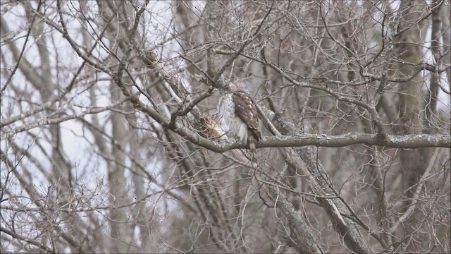 Cooper's Hawk - ML428042821