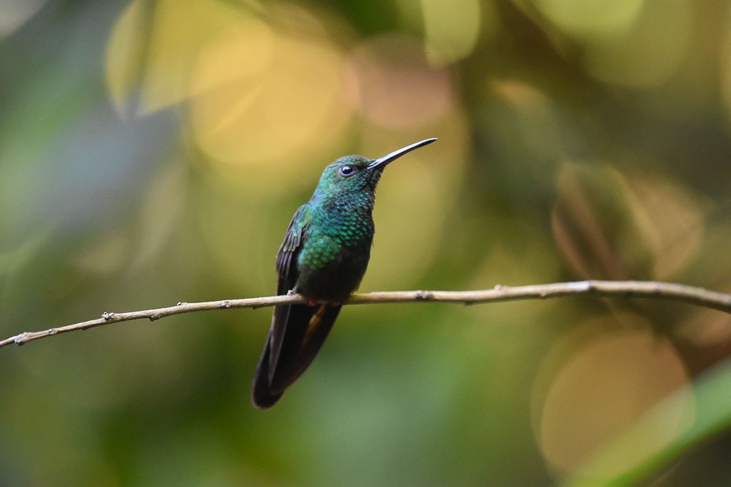 Colibri à queue bronzée - ML42804341