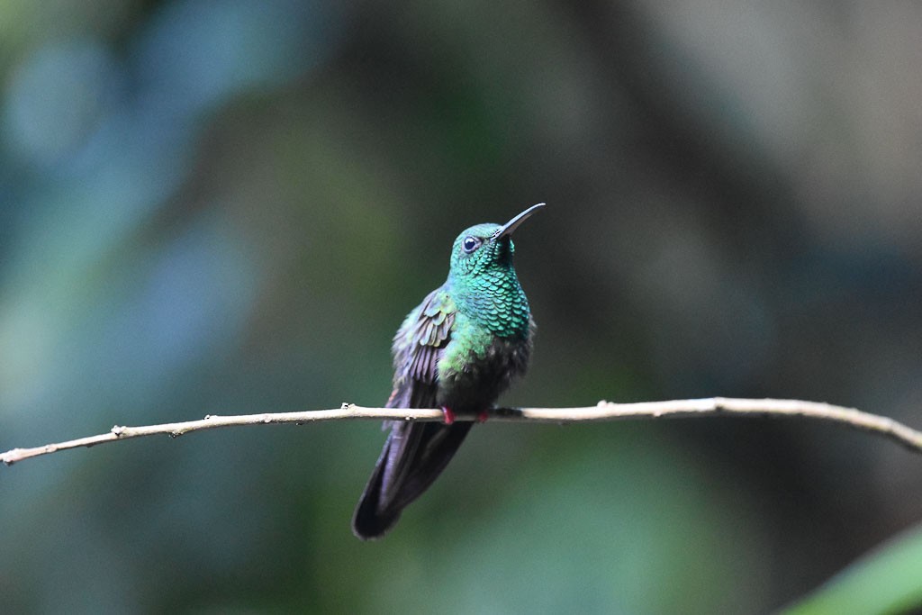 Colibri à queue bronzée - ML42804391