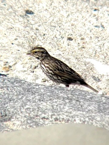 Savannah Sparrow - ML428044241