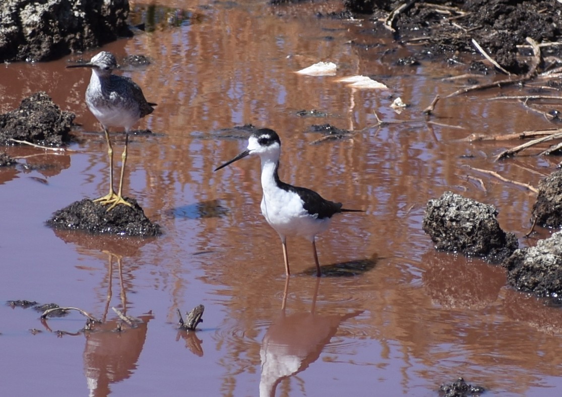 Black-necked Stilt - ML428045301