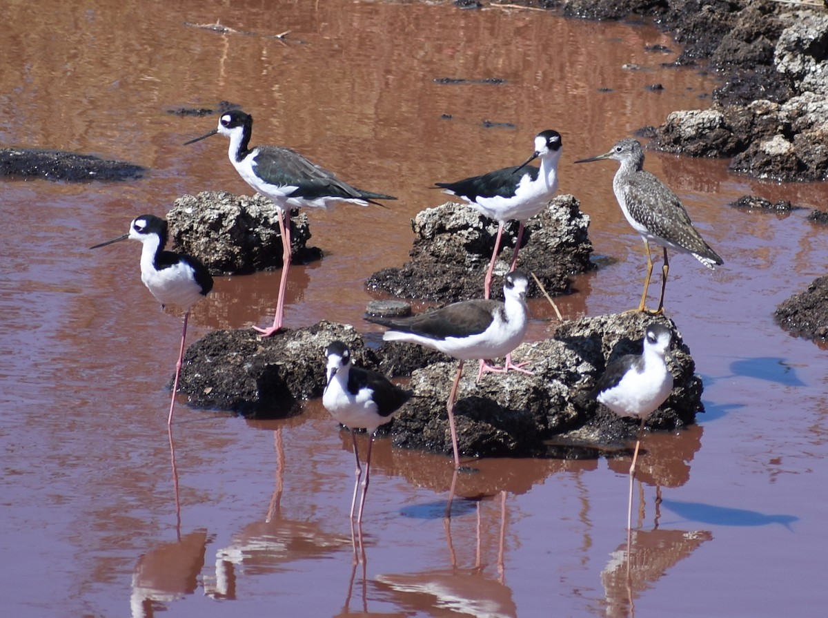 Black-necked Stilt - ML428045661