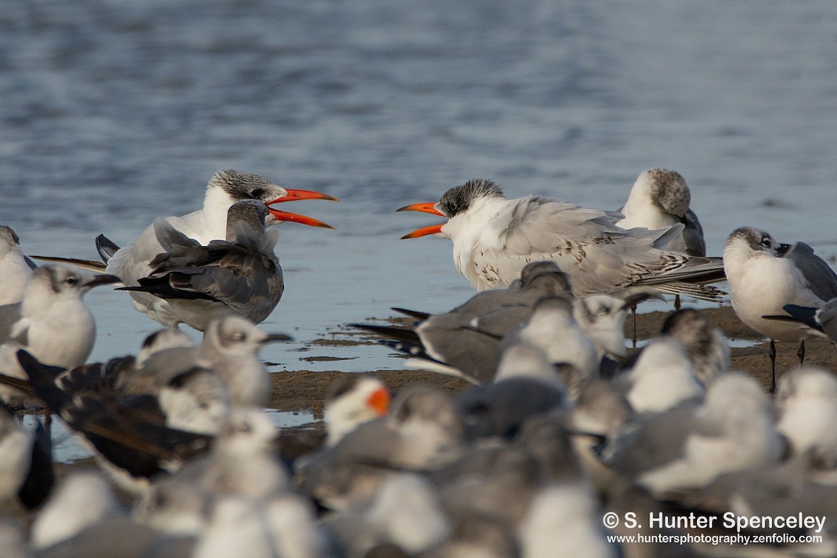 Caspian Tern - S. Hunter Spenceley