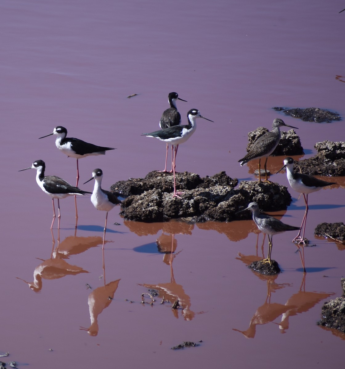 Black-necked Stilt - ML428046061