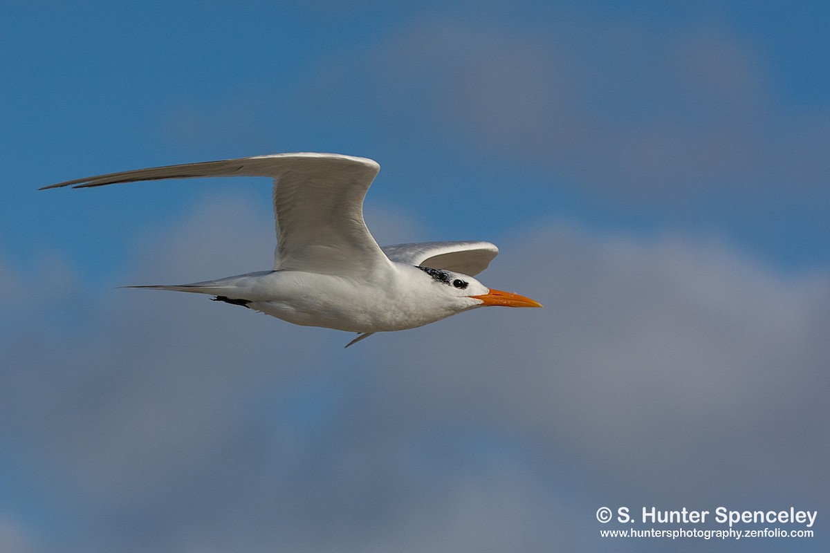 Royal Tern - ML42804621