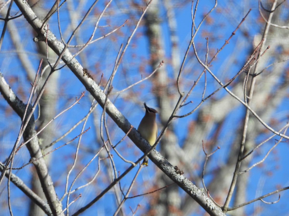 Cedar Waxwing - ML428046501