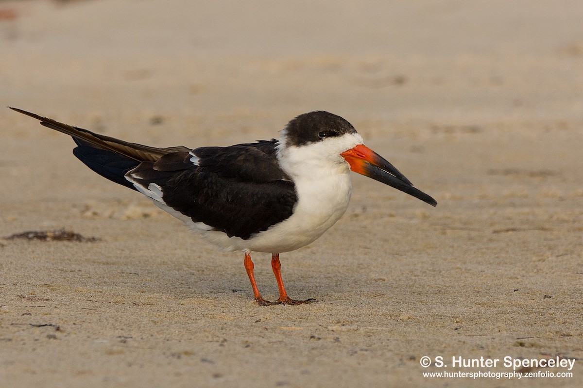 Black Skimmer - ML42804671