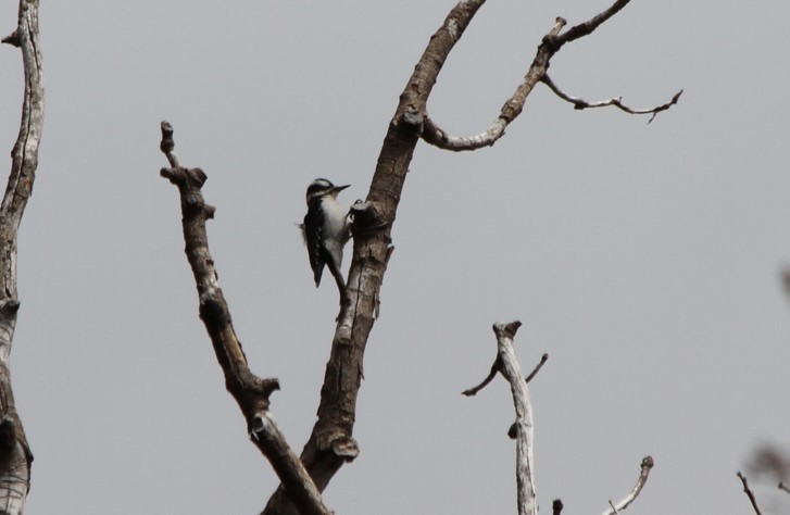 Hairy Woodpecker - ML428047041