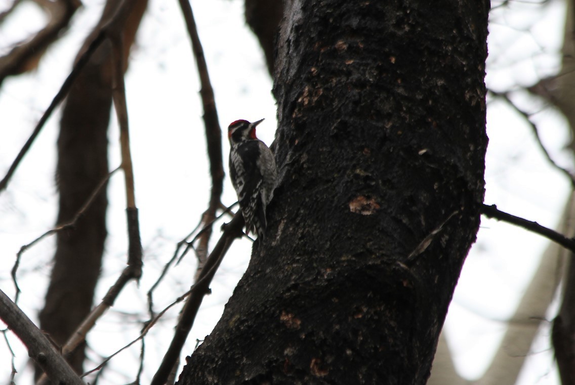 Red-naped Sapsucker - Kendall Watkins