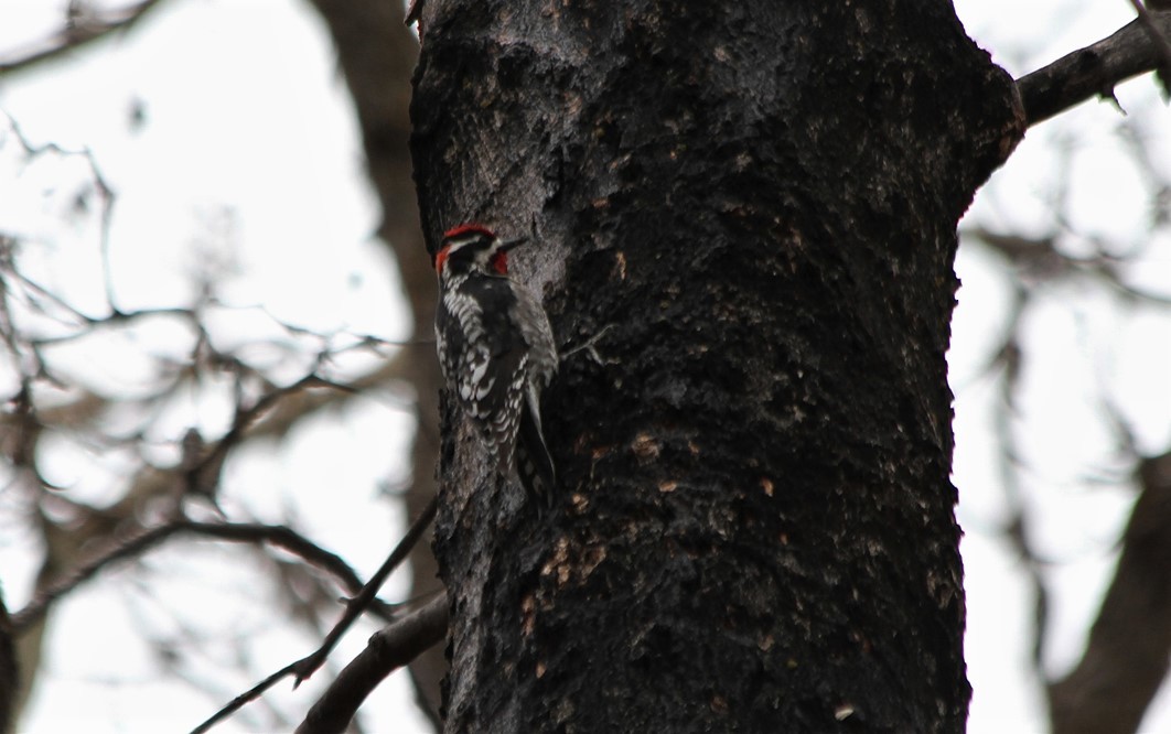 Red-naped Sapsucker - ML428047091