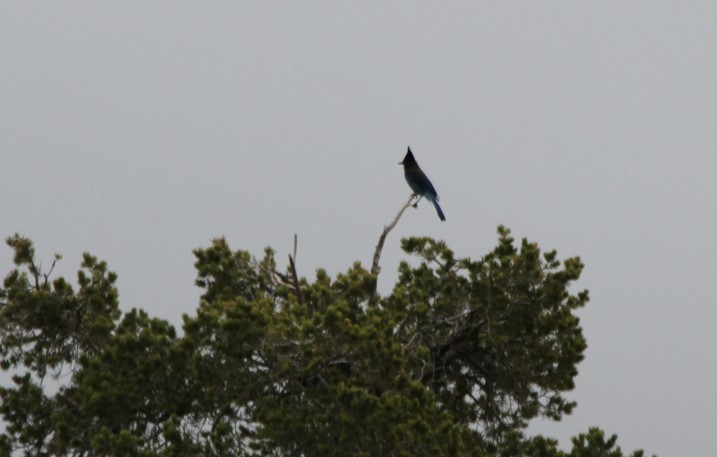 Steller's Jay (Southwest Interior) - ML428047221