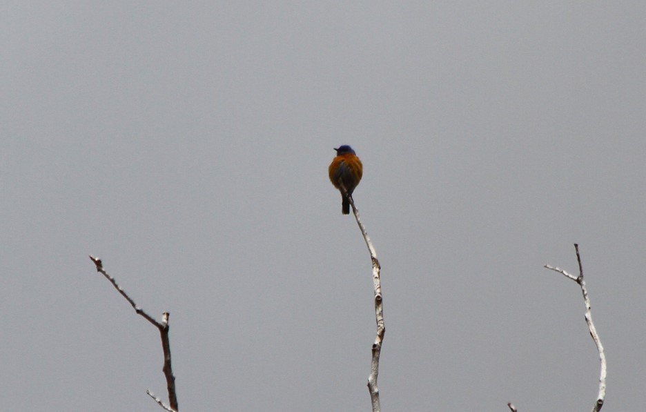 Western Bluebird - ML428047241