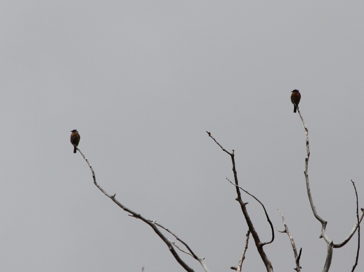 Western Bluebird - ML428047261