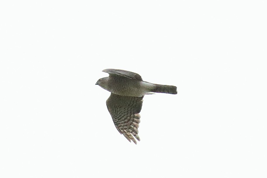 Japanese Sparrowhawk - ML42804731